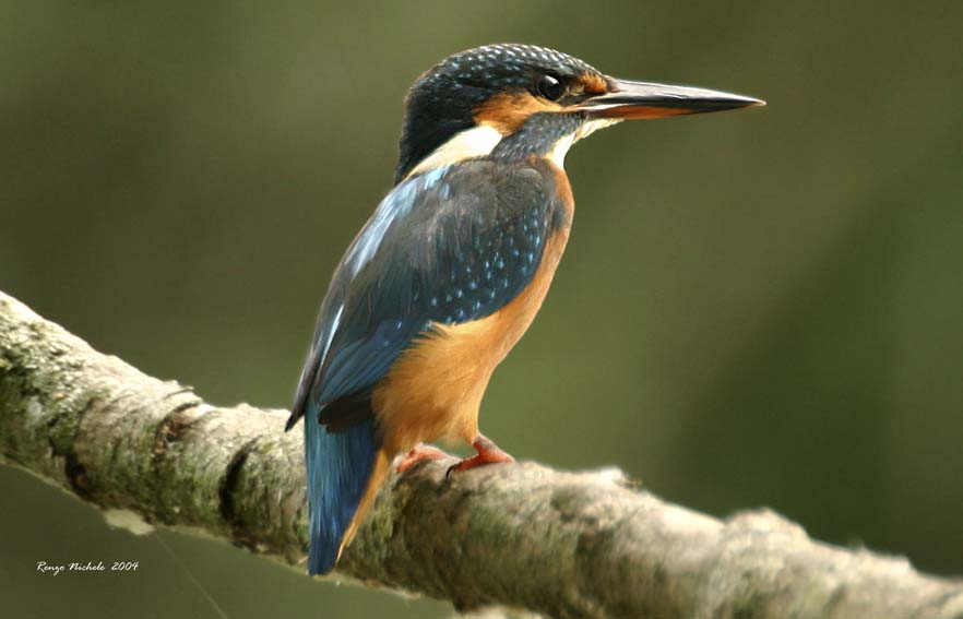 Martin pescatore -  Alcedo atthis